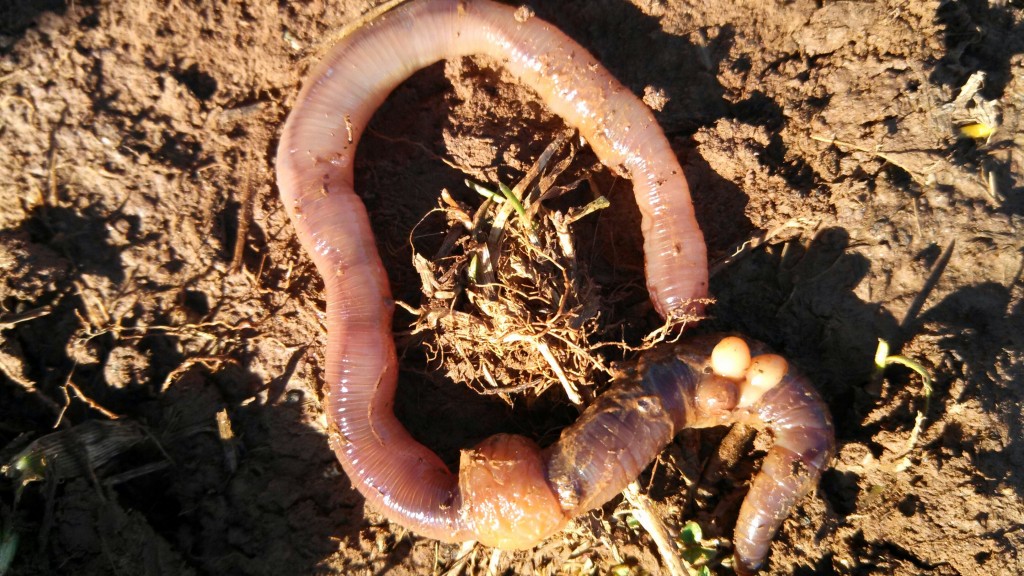 Do worms lay eggs? Keona Farm