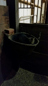 cat in a bucket