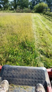 cuttinggrass